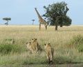 Group of lionesses stalking a single giraffe