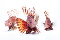 Group of lionfishes on white background., Fishs., Underwater animals Royalty Free Stock Photo