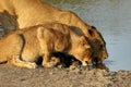 Group of lions drinking in the Kruger National Park, South Africa Royalty Free Stock Photo