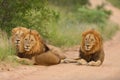 Group of lions on a gravel road by the grass covered fields and bushes Royalty Free Stock Photo