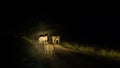 Group of lions hunting