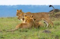 A group of lions interacting in Masai Mara Royalty Free Stock Photo