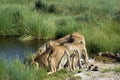 Group of lions leaning forward to drink Royalty Free Stock Photo