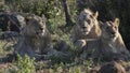 Group of lions at Pilanesberg National Park