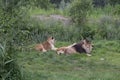 A group lions rest on the grass, zoo the Netherlands