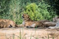 Group of lions resting on a rock Royalty Free Stock Photo
