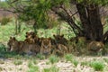 a group of lions resting under the tree on a grassy field, Central Kalahari Game Reserve