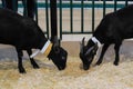 Little black goatlings eating hay at agricultural animal exhibition, trade show Royalty Free Stock Photo