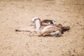 The group of little brown goat siblings, lying on sand outdoor