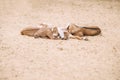 The group of little brown goat siblings, sleeps on sand outdoor