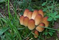 Group of little brown mushrooms known as mica cap, shiny cap, glistening inky cap.