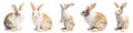 Group of Little brown and white rabbits in many actions on white background with clipping path