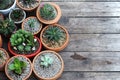 Group of little cactus pot plants on wooden table background, succulent concept, copy space Royalty Free Stock Photo