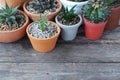 Group of little cactus pot plants on wooden table background, succulent concept, copy space Royalty Free Stock Photo