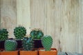 Group of little cactus pot plants on wooden wall background, copy space