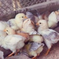 New born chiken. A group of little Bio chickens on a home farm. chicken feeding.