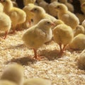 Group of of little chickens in a chicken farm indoors close up Royalty Free Stock Photo