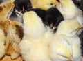 Group of little chickens in Romania