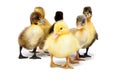 Group of little cute ducklings