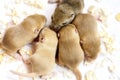 Group of little cute sleeping mice babies. Macro image Royalty Free Stock Photo