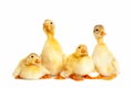 Group of little duckling Royalty Free Stock Photo