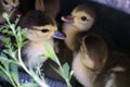 Group of little ducklings.