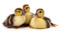 Group of little ducks Royalty Free Stock Photo