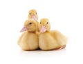 Group of little ducks. Royalty Free Stock Photo