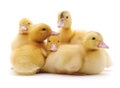 Group of little ducks. Royalty Free Stock Photo