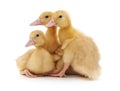 Group of little ducks. Royalty Free Stock Photo