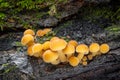 Group of little edible mushrooms Flammulina velutipes