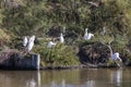 Group of Little Egrets, Egretta garzetta.