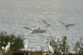 a group of little egrets are flying to the land. Royalty Free Stock Photo