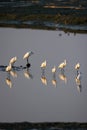 Group of little egrets in the shallow waters Royalty Free Stock Photo