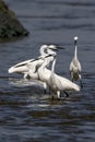 Group of little egrets standing in shallow waters Royalty Free Stock Photo