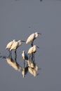 Group of little egrets standing in shallow waters Royalty Free Stock Photo