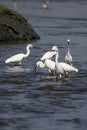 Group of little egrets standing in the shallow waters Royalty Free Stock Photo