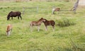 group of little foals playing together and an adult horse Royalty Free Stock Photo