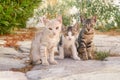 Group of little kittens posing close together Royalty Free Stock Photo