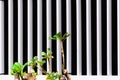 Group of little plants with black and white line on background