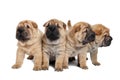 Group of little puppy dogs Royalty Free Stock Photo