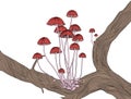 Group of little red Marasmius mushrooms on the branch