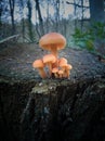 Group little Red mushrooms