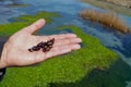 Group of little snails in man hand close up view Royalty Free Stock Photo