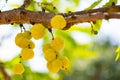 Group of little star gooseberries are still on the brown stick. It is very sour and has yellow colour. It looks like tiny pumpkin.