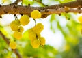 Group of little star gooseberries are still on the brown stick. It is very sour and has yellow colour. It looks like tiny pumpkin.