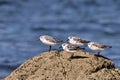 Group of Little stints at Quiberon in France