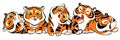 Group of little tiger cubs are sitting together Royalty Free Stock Photo