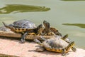 Group of little turtles out of the water taking the sun in front of a pond