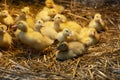 A group of little yellow ducklings sitting on a straw in a barn. Breed of ducks Mularda